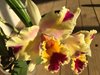 Lc. Lina Juliato 